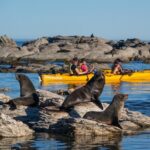 Wildlife Sea Kayaking Tour - Kaikoura - Who Should Consider This Tour?