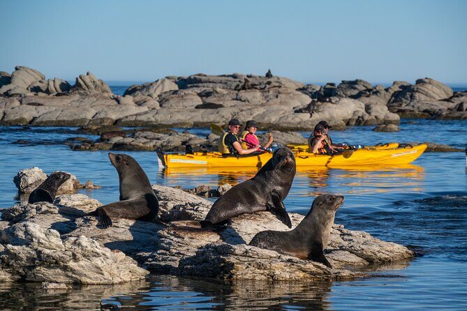 Wildlife Sea Kayaking Tour - Kaikoura - Who Should Consider This Tour?