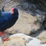 Willowbank Wildlife Reserve Day Entry Ticket - Final Thoughts