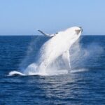 Wilsons Prom Whale Cruise - Who Will Benefit Most?