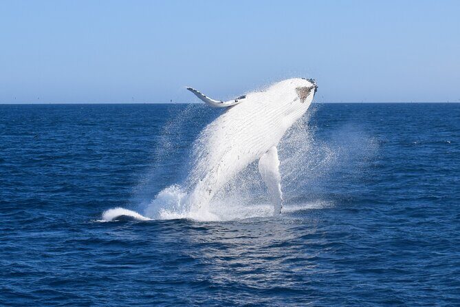 Wilsons Prom Whale Cruise - Who Will Benefit Most?