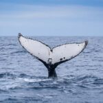 Wilsons Promontory: Whale Spotting Cruise with Lunch - The Sum Up