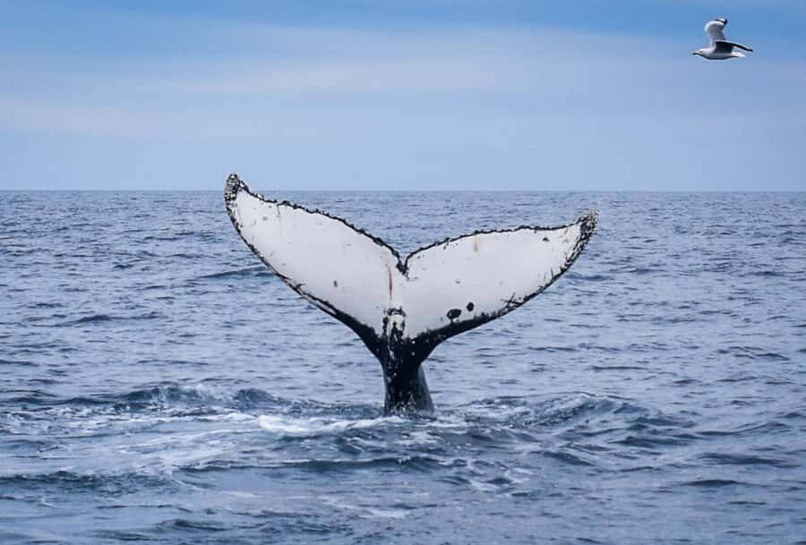 Wilsons Promontory: Whale Spotting Cruise with Lunch - The Sum Up