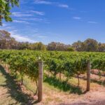 Wine, Craft Beer & Restaurant Lunch (Italian-A'la Carte). - What Travelers Say