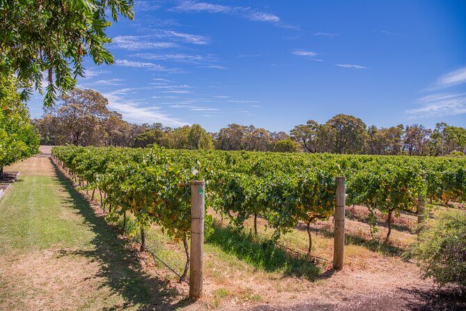 Wine, Craft Beer & Restaurant Lunch (Italian-A'la Carte). - What Travelers Say