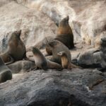 Wineglass Bay Cruise from Coles Bay - Who Should Consider This Tour?