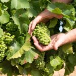 Wines and Whispers: A Barossa Valley Wine Tour from Adelaide - What’s the Value?