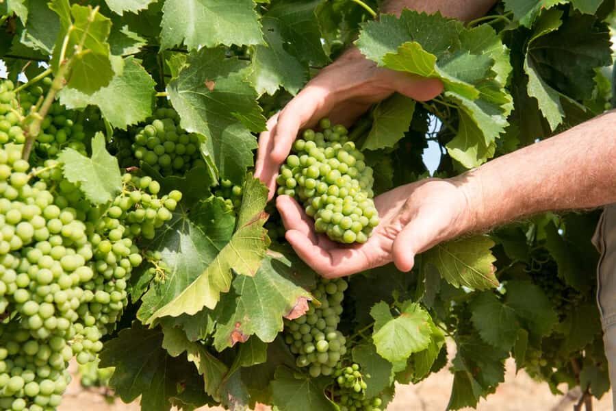 Wines and Whispers: A Barossa Valley Wine Tour from Adelaide - What’s the Value?