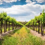Wines and Whispers:Barossa Valley Private Wine Tour from Adelaide - Authentic Experiences and Authentic Flavors