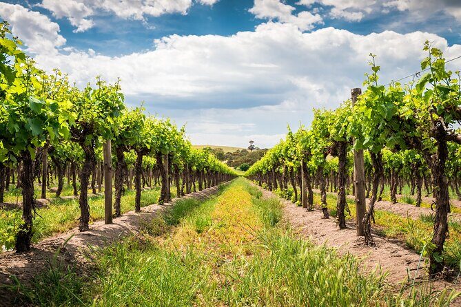 Wines and Whispers:Barossa Valley Private Wine Tour from Adelaide - Authentic Experiences and Authentic Flavors
