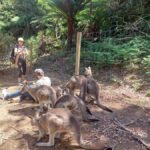 Wings Wildlife Park Burnie Shore Excursion - The Drive & Logistics