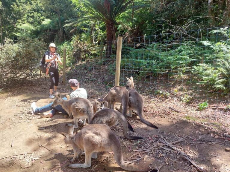 Wings Wildlife Park Burnie Shore Excursion - The Drive & Logistics