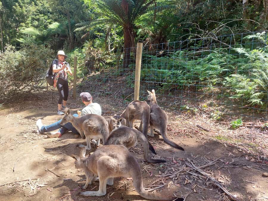 Wings Wildlife Park Burnie Shore Excursion - The Drive & Logistics