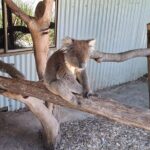 Wings Wildlife Park Shuttle, Burnie Shore Excursion - The Itinerary in Detail
