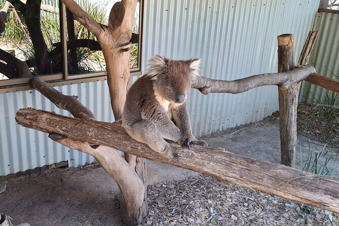 Wings Wildlife Park Shuttle, Burnie Shore Excursion - The Itinerary in Detail