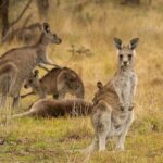 Wings & Wilds of Canberra: Tidbinbilla Half-Day Private Tour - The Value Perspective