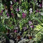 Wonders of Nadi Tour - Hindu Temple, Sleeping Giant Gardens, Markets & Shopping - Handicraft Markets and Duty-Free Shopping