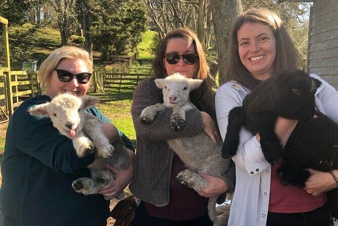 Wool Sheep Farm Experience with Handmade Wool Hat in New Zealand - What to Expect: A Closer Look