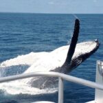 World class Whale Watching from Hervey Bay - The Whale Encounters