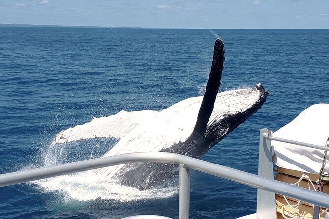 World class Whale Watching from Hervey Bay - The Whale Encounters