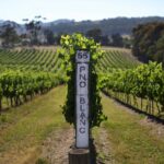 Yarra Valley Premium Tour inc Lunch and Cheese and Wine Pairing at De Bortoli - Detailed Breakdown of the Itinerary