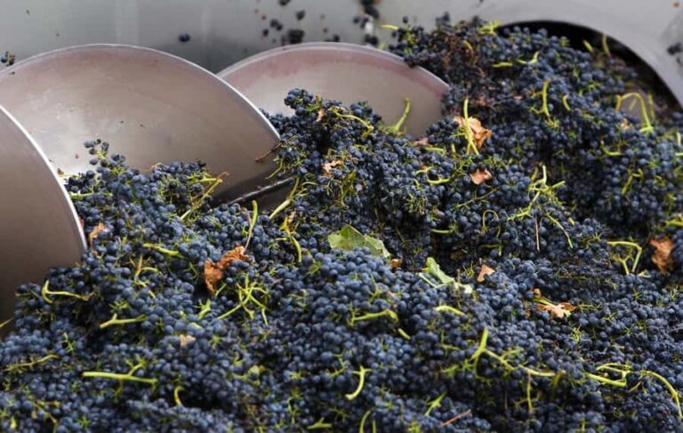 Yarra Valley: Winery Tour with Lunch at Yering Station - Who This Tour Is Best For