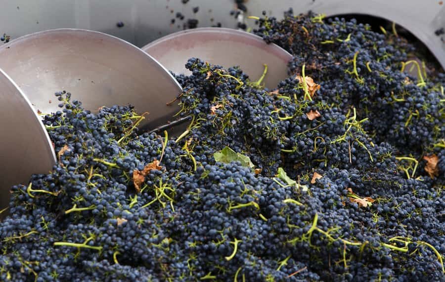 Yarra Valley: Winery Tour with Lunch at Yering Station - Who This Tour Is Best For