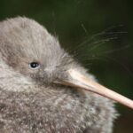 Zealandia Small Group Eco Wildlife Night Tour - Authentic Experiences and Reviews