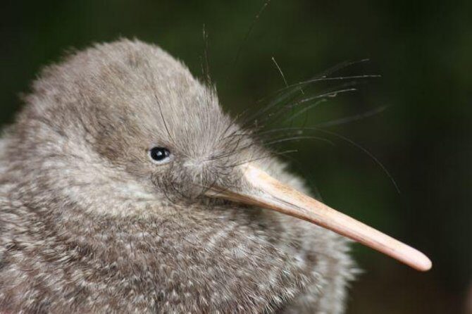 Zealandia Small Group Eco Wildlife Night Tour - Authentic Experiences and Reviews